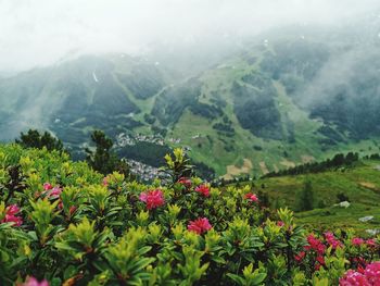 Scenic view of flowering plants on land