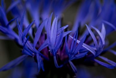 Close-up of purple flowering plant