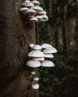 Close-up of mushrooms growing on tree trunk