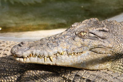 crocodile