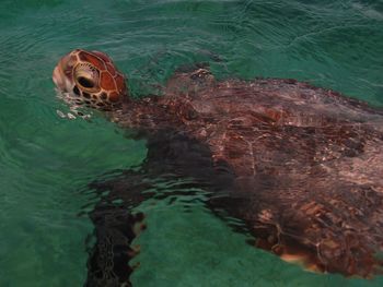 High angle view of turtle swimming in sea