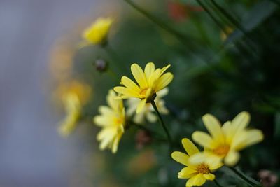 Close-up of yellow flowering plant