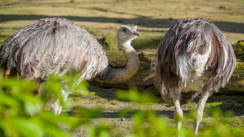 View of birds on field