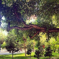 Trees growing in park