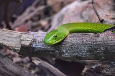 Close-up of green lizard on wood