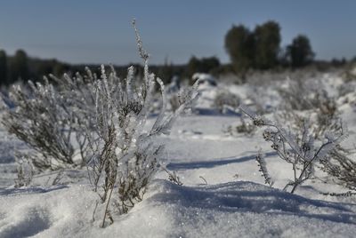 Frozen plants on land against sky