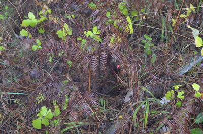 High angle view of a bird on field