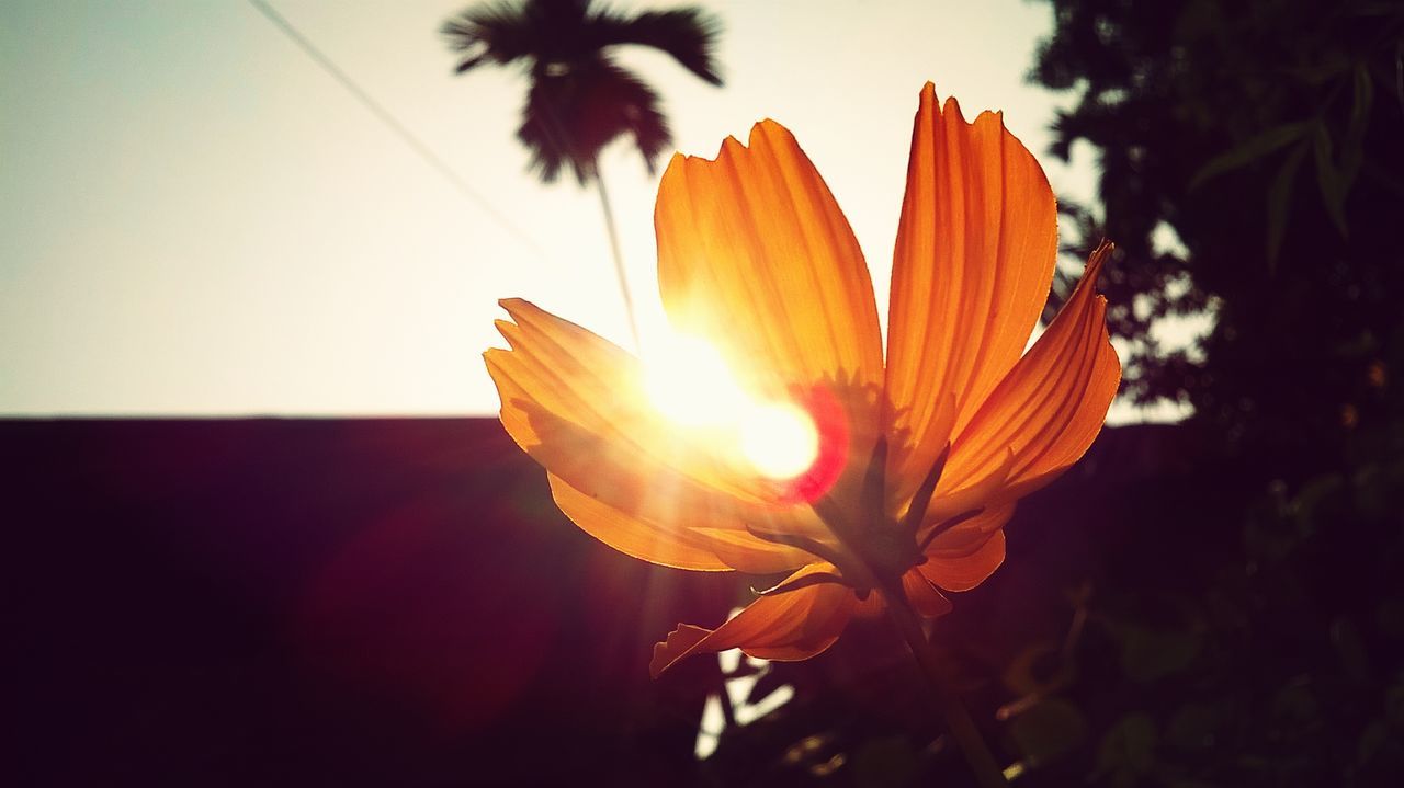 sun, flower, sunlight, beauty in nature, growth, sunbeam, nature, sunset, fragility, close-up, silhouette, lens flare, plant, focus on foreground, petal, leaf, back lit, freshness, sky, low angle view