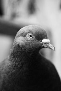 Close-up of bird