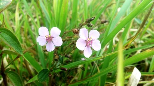 Close-up of flowers blooming outdoors