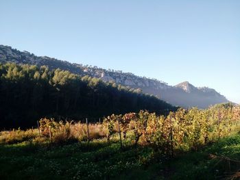 Scenic view of landscape against clear sky