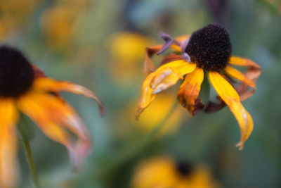 Close-up of flowers blooming outdoors