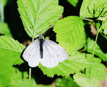 Close-up of butterfly on leaves