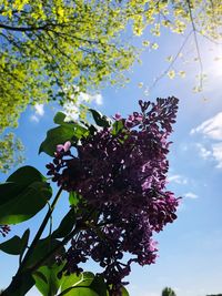 Low angle view of flowering plant against sky