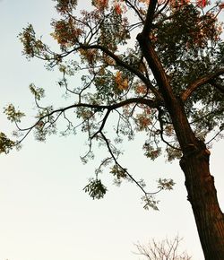 Low angle view of trees against sky