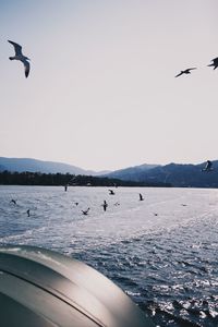 Seagulls flying over sea against clear sky