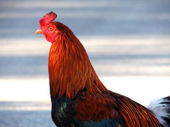 Close-up of hen