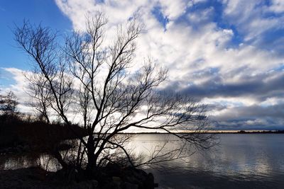 Bare trees against cloudy sky