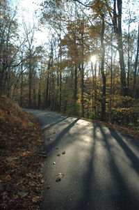 Road amidst trees in forest
