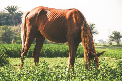 Horses grazing on field against sky