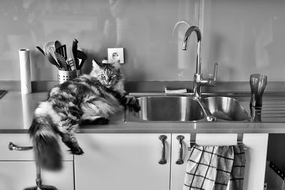 Cat lying on counter in kitchen