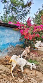 View of a dog against plants