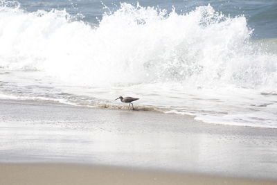 Waves splashing on beach