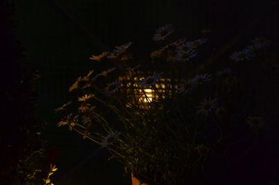 Close-up of plants at night