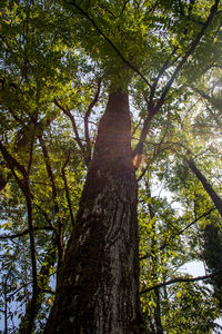 Low angle view of trees in forest