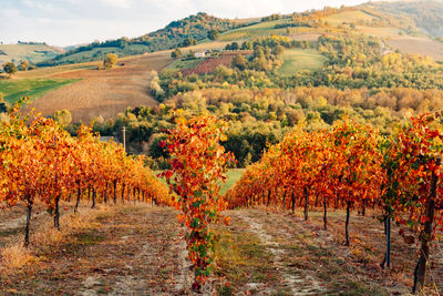 Scenic view of field