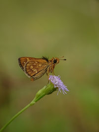 Close-up of butterfly pollinating on flower