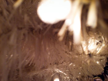 Close-up of turtle in water