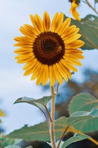 Close-up of sunflower against sky