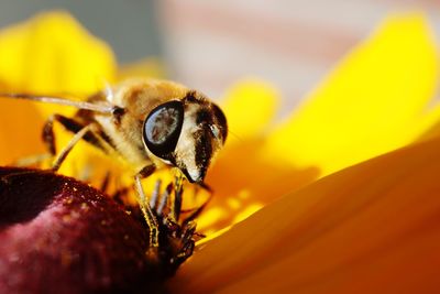 Close-up of bee pollinating on flower