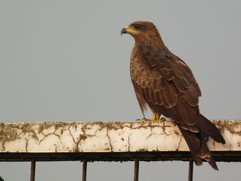 Low angle view of eagle perching on railing against sky