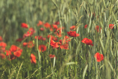 Close-up of red poppy flowers in field