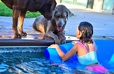 Full length of dog in swimming pool