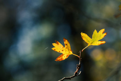 Close-up of yellow maple leaves on plant