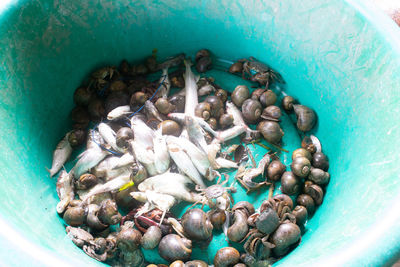 High angle view of food in the sea