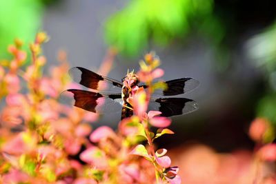 Close-up of butterfly pollinating on flower