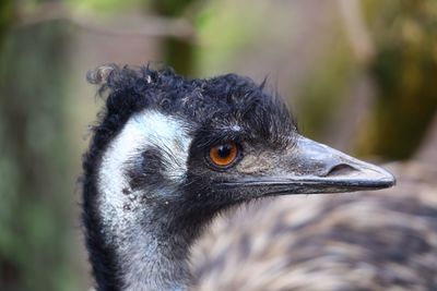 Close-up of a bird looking away