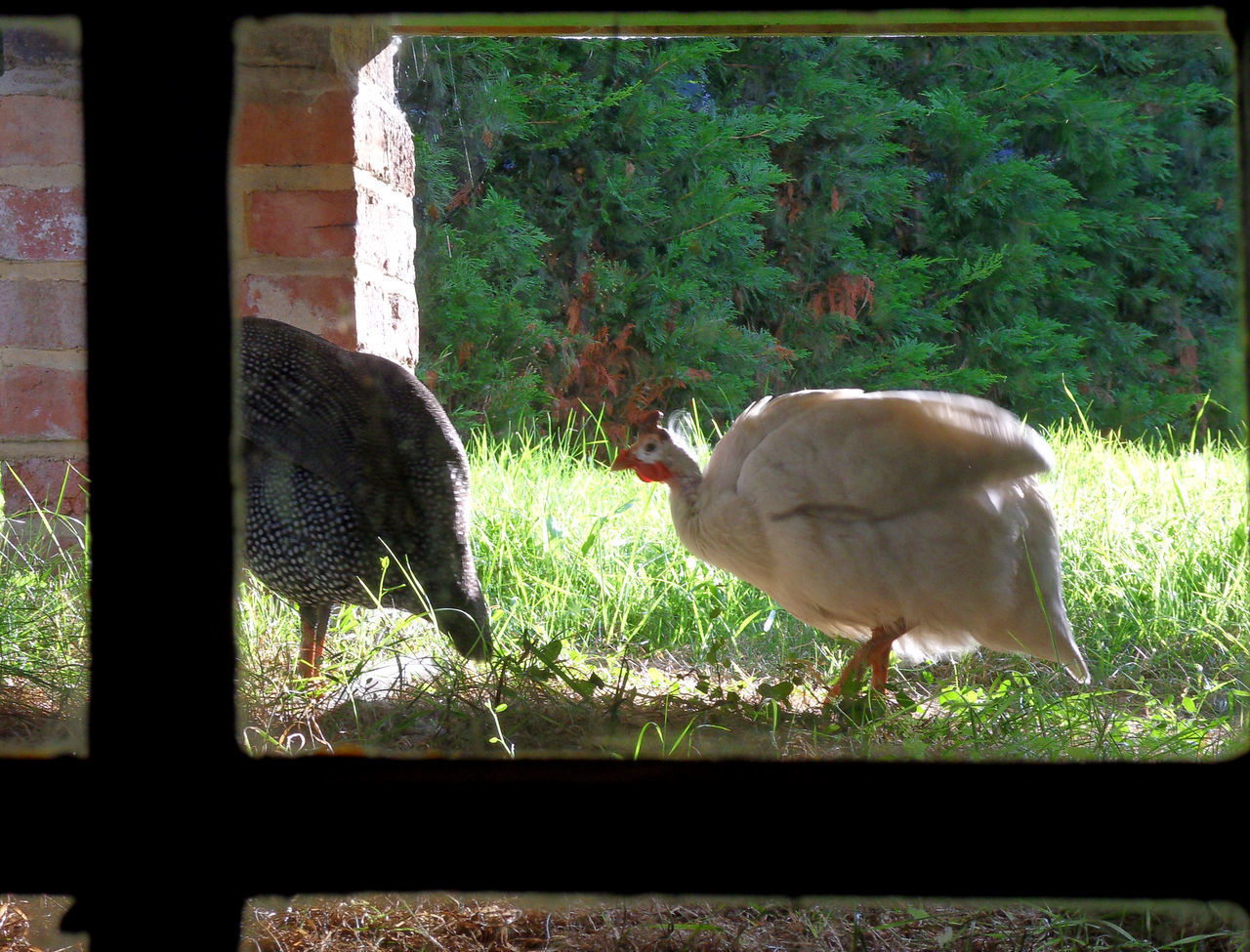 VIEW OF TWO BIRDS ON GRASS