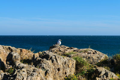 Bird perching on rock by sea against sky