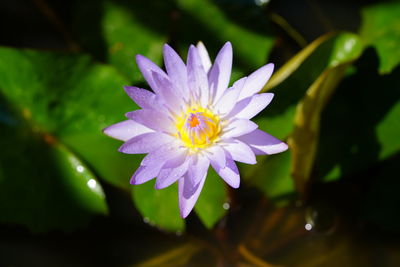 Close-up of purple water lily