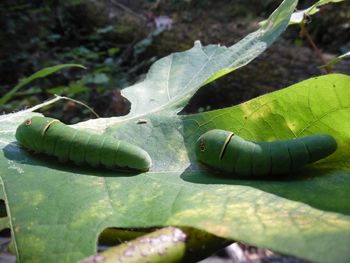 Close-up of green leaves