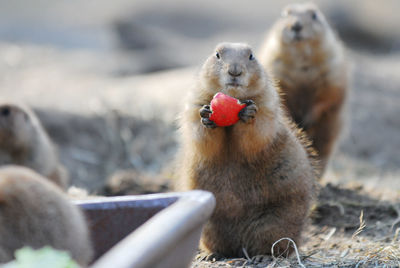 Alpine marmot holding red fruit on field