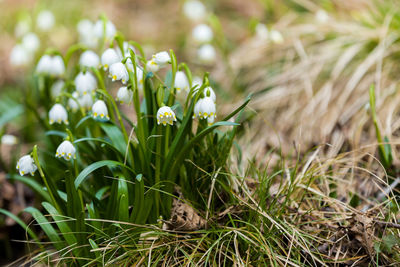 Close-up of white flowering plants on field