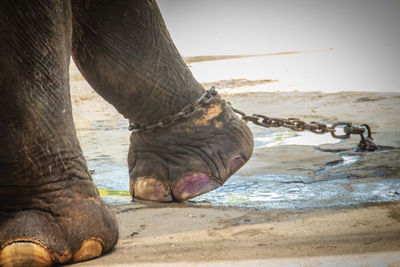 Low section of elephant on beach