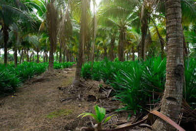 Trees growing on field in forest