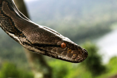 Close-up of snake